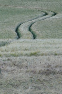 marlenmelzow_Feld_1