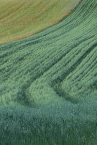marlenmelzow_Feld_2