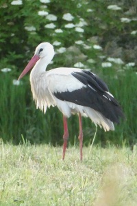 marlenmelzow_Storch
