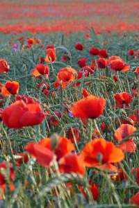 marlenmelzow_mohn