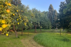 Garten im September | Joachimsthal 2025